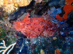 Scorpaena scrofa