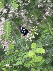 Androloma disparata