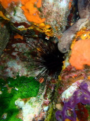 Centrostephanus longispinus