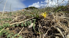 Sternbergia colchiciflora
