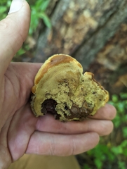 Phaeolus schweinitzii