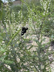 Androloma disparata