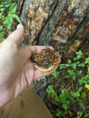 Phaeolus schweinitzii