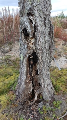 Inonotus obliquus sterilis