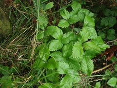 Fragaria vesca