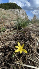 Sternbergia colchiciflora