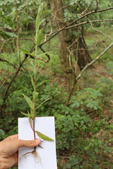 Epilobium parviflorum