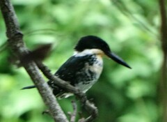 Chloroceryle americana