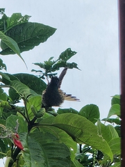 Boissonneaua flavescens