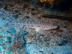 Gobius geniporus
