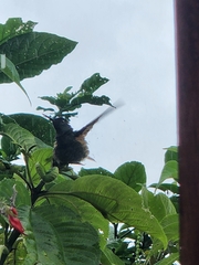 Boissonneaua flavescens