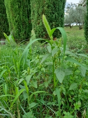 Setaria viridis