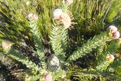 Leucospermum truncatulum