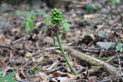 Arum cylindraceum