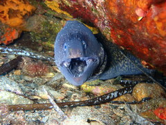 Muraena helena