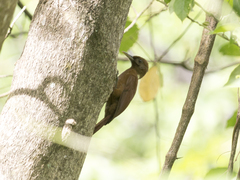 Dendrocincla fuliginosa