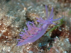 Flabellina affinis