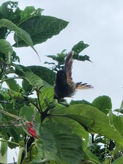 Boissonneaua flavescens