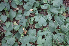 Viola hirta