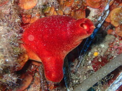 Halocynthia papillosa