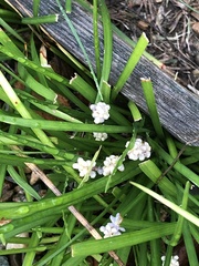 Liriope muscari