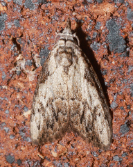 Nola pleurochorda