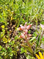 Lachenalia mutabilis
