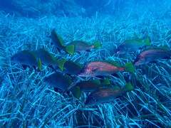 Sciaena umbra