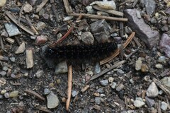 Apantesis nevadensis