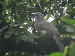 Ocyceros birostris