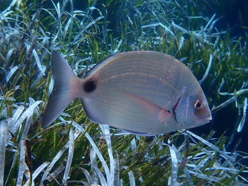 White Sea Bream, photo 3 of 7
