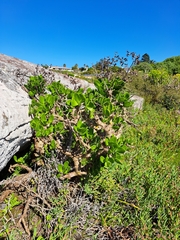 Tylecodon paniculatus