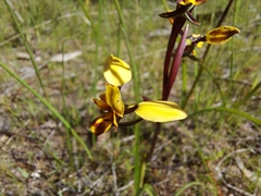 Diuris calcicola
