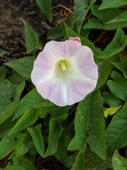 Calystegia sepium