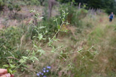 Silene baccifera