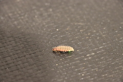 Lampyris noctiluca