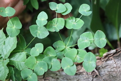 Euphorbia angulata