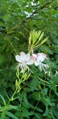 Oenothera lindheimeri