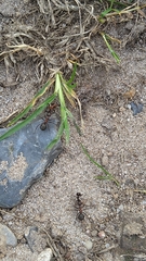 Formica rufa