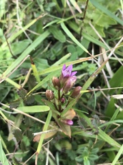 Gentianella amarella