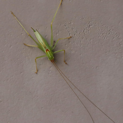 Nipponomeconema musashiense