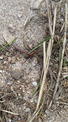 Formica rufa