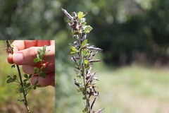 Chamaecytisus ratisbonensis