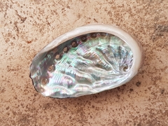 Haliotis tuberculata