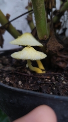 Leucocoprinus
