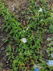 Calystegia sepium