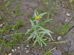 Bidens cernua