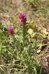 Melampyrum arvense