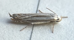 Polyhymno luteostrigella