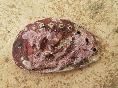 Haliotis tuberculata